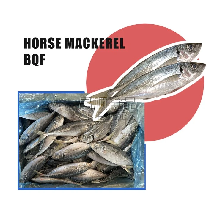 Trawling BQF Horse Mackerel