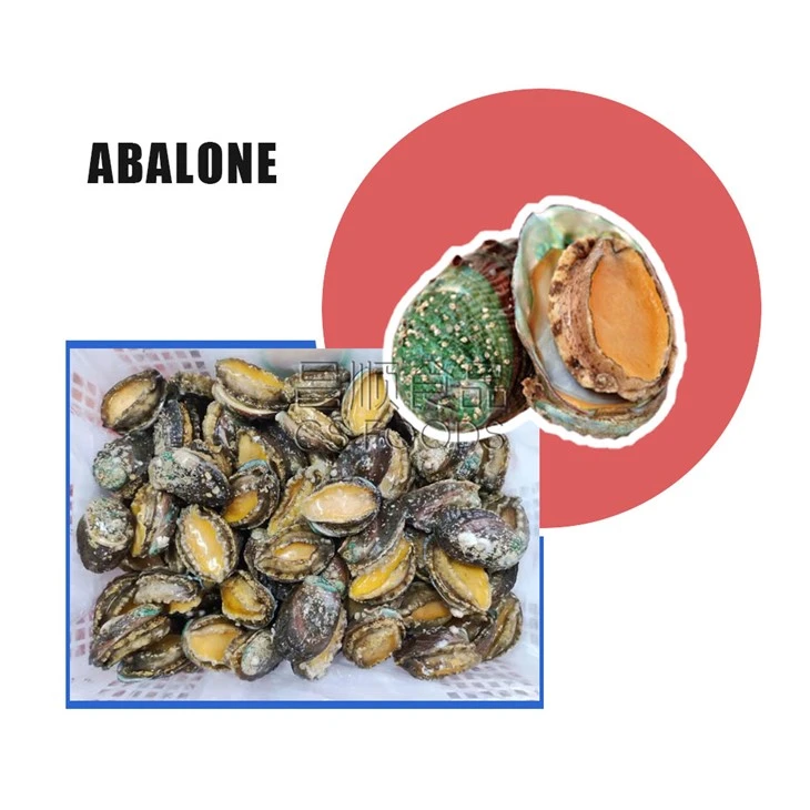 WR Frozen Abalone